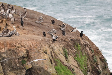 sea birds resting on a rock near a stormy shore - 723817585