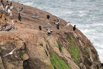sea birds resting on a rock near a stormy shore - 723817720