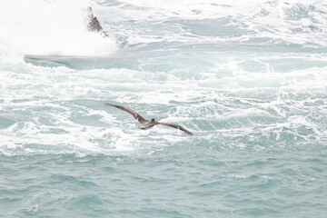 Pelican flying near the coast