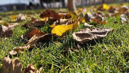 
Autumn Leaves