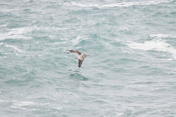 Pelican flying near the coast