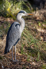Gray Heron standing on the shoreline of a small forest lake
