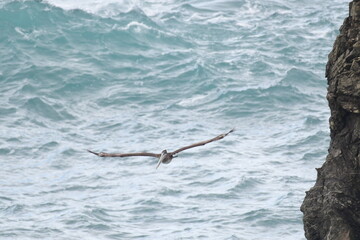 pelican flying near the sea