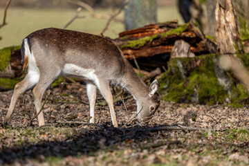 Naklejka na ściany i meble a young Fallow deer portrait in the forest