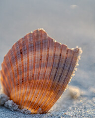 seashell on the beach