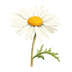 White chamomile flower painted with watercolor, isolated on a white background.
Watercolor painting of a white daisy with a yellow center on a green stem.