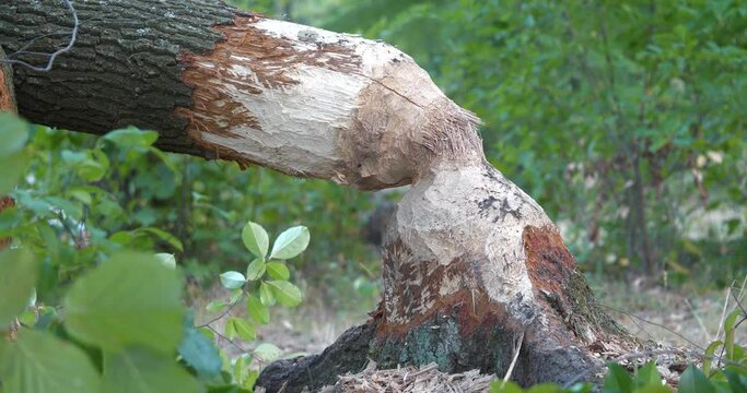 Tree felled by beaver. Damaged wood by a bobber. Tree trunk with bite marks of beavers. Beaver gnawed tree. Beaver bite marks on a trunk of a tree. Cinema 4K 60fps zoom-in video