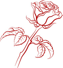 Rose Flower with Leaves Red Contour Isolated on White Background. Vector
