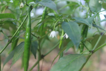 Fototapeta na wymiar Green Chilly on Plant with Flower