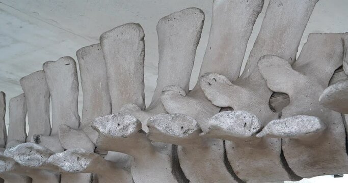 Whale bones. Skeleton of a blue whale