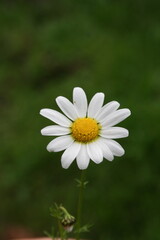 Daisy