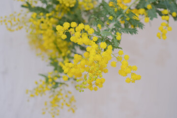 アカシアミモザ