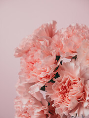 Bouquet of soft pink carnations close-up on a pink background