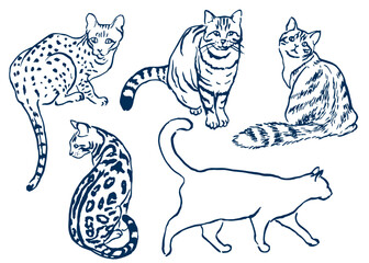 Hand drawn sketches of   cat , cats , pets , fluffy cat , tabby cat , animals , sketch , cats ,line art , cat illustration, vector	