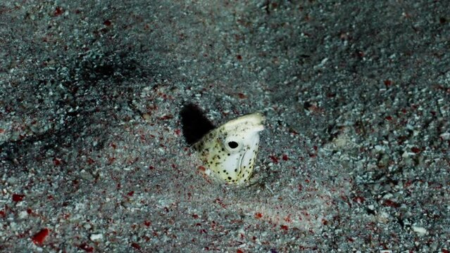 Sand Eel hiding in the sand in a night dive, in the Komodo Archipelago in Indonesia