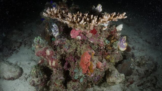 Coral Structure in a night dive, in the Komodo Archipelago in Indonesia