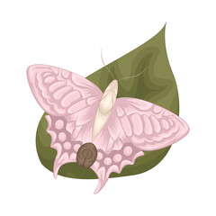 Illustration of butterfly 