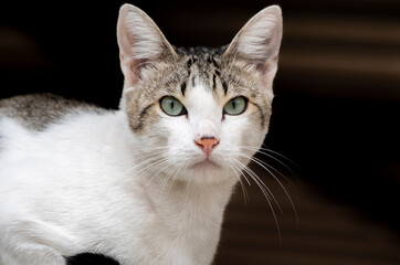 Beautiful kitten staring at the camera. Homeless stray cats sitting on the sidewalk eating cat food. Surrounded by greenery on a sunny day