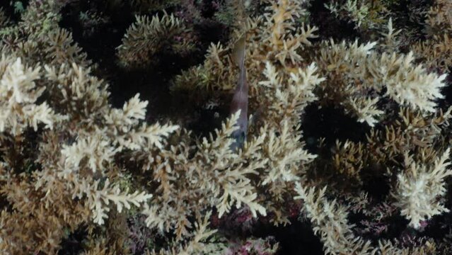 Spotfin hatchetfish in the coral in a night dive, in the Komodo Archipelago in Indonesia
