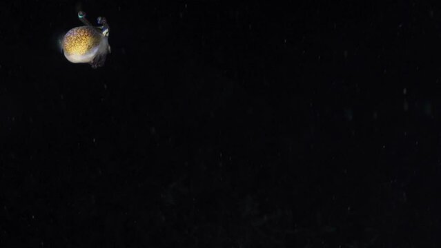 Bobtail Squid hiding in the coral in a night dive, in the Komodo Archipelago in Indonesia