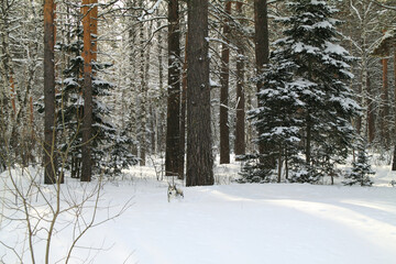 Dog running in winter forest