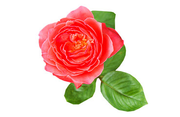 Fresh red rose isolated on white background