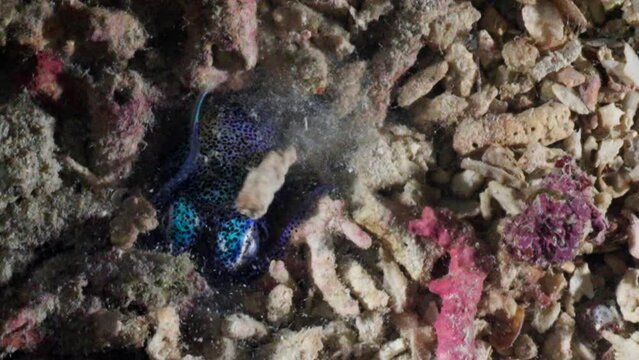 Bobtail Squid hiding in the coral in a night dive, in the Komodo Archipelago in Indonesia