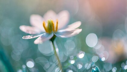 Fototapeta na wymiar flower with dew dop beautiful macro photography with abstract bokeh background