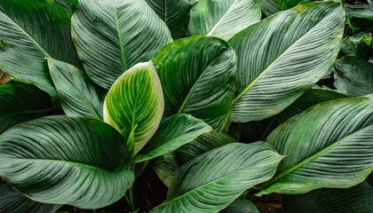 leaves of spathiphyllum cannifolium abstract green texture nature dark tone background tropical leaf - obrazy, fototapety, plakaty