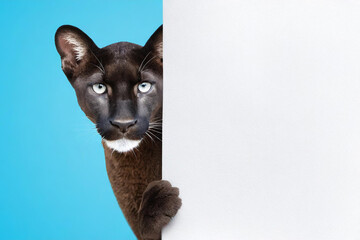 A cute black cougar animal holds a white blank,billboard,mockup,banner. on blue background.copy space.