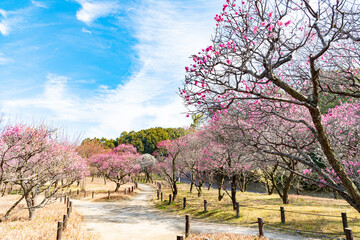 堺 荒山公園　春を告げる梅の花