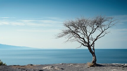 Fototapeta na wymiar Lonely tree on the beach, minimal style