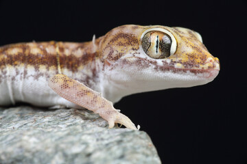 A Dune Gecko on a rock
