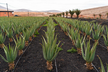 Aloe Vera Field in Tiscamanita, Fuerteventura