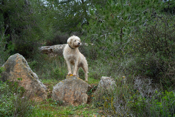 A Wet Dog in a Pine Forest