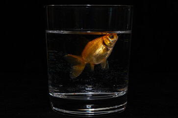Goldfish swims in a glass isolated on a black background