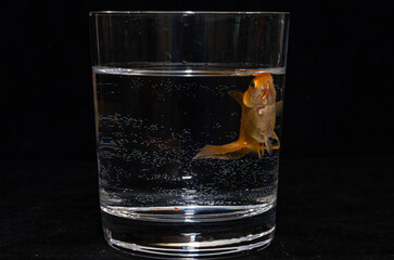 Goldfish swims in a glass isolated on a black background
