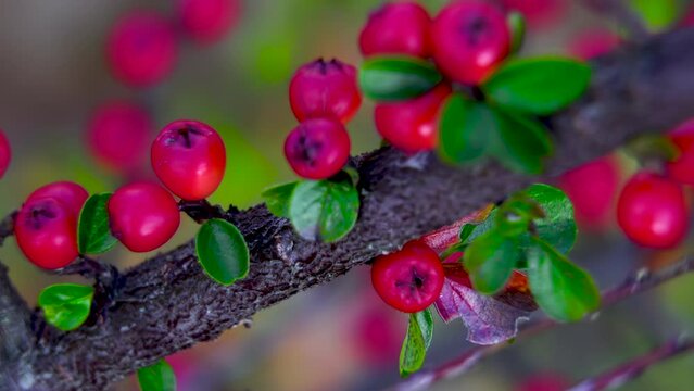 Close-up. Bright pink cotoneaster fruits on a branch. Ornamental bush in the garden.