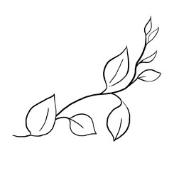 Hand drawn twig with leaves, black outlines, isolated illustration, wedding stationery element
