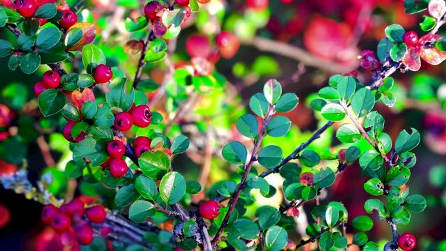 Cotoneaster branches with autumn red fruits and green leaves. Evergreen ornamental shrub in autumn.