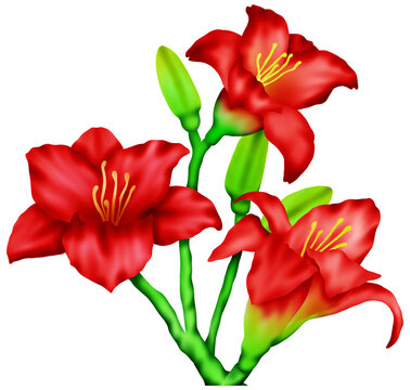 Red lilies growing in the park