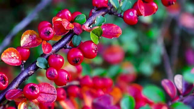 Close-up. Bright red and pink fruits of an ornamental cotoneaster in autumn.
