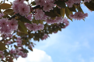 Scenic pink sakura blossom in spring. Beautiful natural view for postcard. Light pink flowers in the garden.
