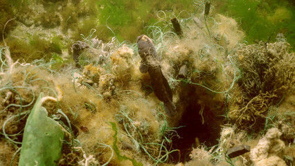 Dead Goby fish in lost fishing net lies on seabed on bright sunny day in Black sea, Ghost gear...