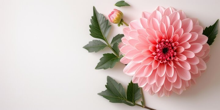 Elegant pink flowers and green leaves arranged on a white background with copy space.