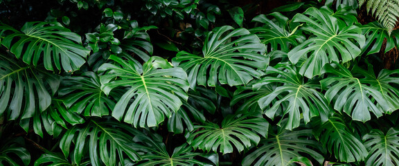 Tropical plant wall background with monstera leaves. Lush green foliage, banner. Large monstera deliciosa  - obrazy, fototapety, plakaty