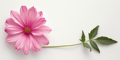 Elegant pink flowers and green leaves arranged on a white background with copy space.
