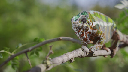Green chameleon walks along branch and looksat around on bright sunny day on the green trees background. Panther chameleon (Furcifer pardalis). Front side
