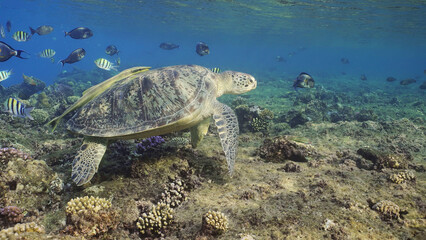 Obraz premium Great Green Sea Turtlle (Chelonia mydas) on top of coral reef around floats school of tropical fish on sunny day, Red sea, Egypt