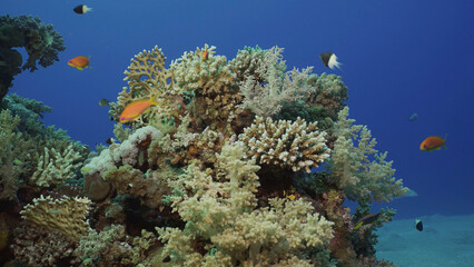 Colorful coral reef with tropical fish on a bright sunny day, Red sea, Egypt